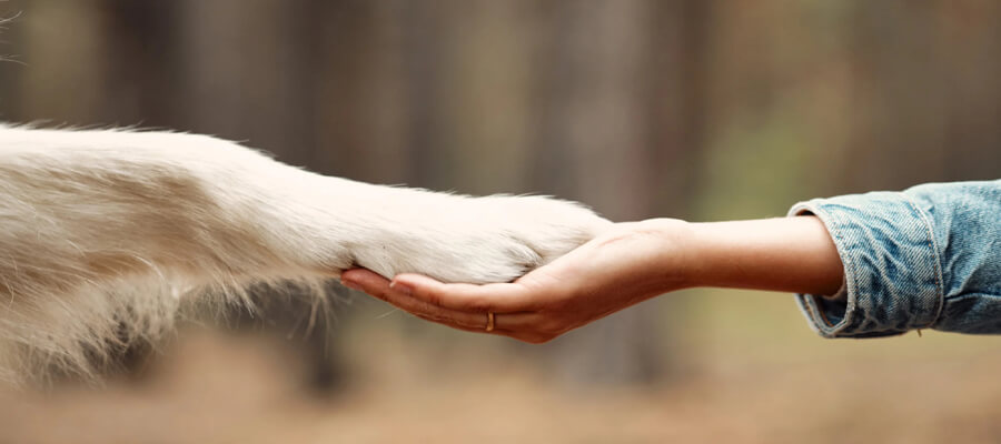 How to Successfully Transition a Rescue Dog into a New Environment: Essential Tips